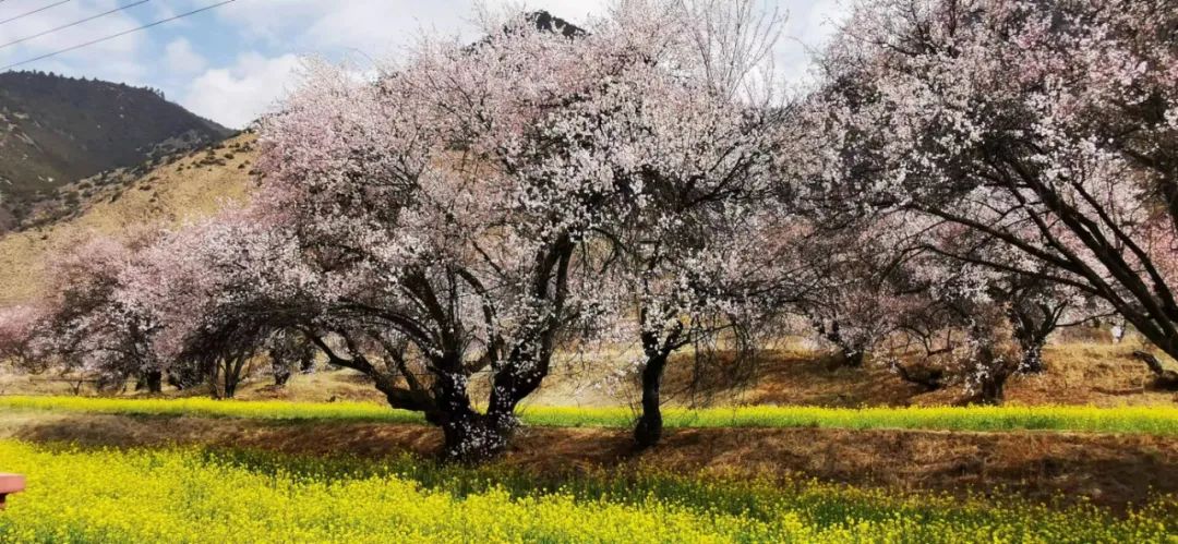藏江南林芝游玩攻略,藏南林芝旅游景点大全