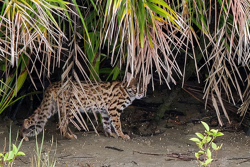 猛兽危险！“石虎”现身广东，外貌像极家猫，常被人误当猫咪饲养