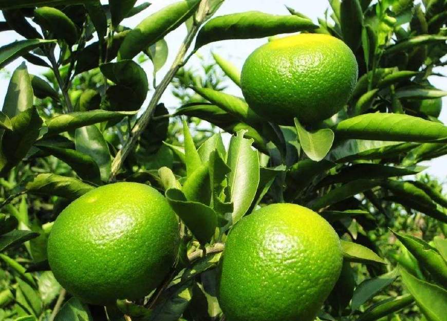 杀虫效果持久的农药,杀虫好的药物