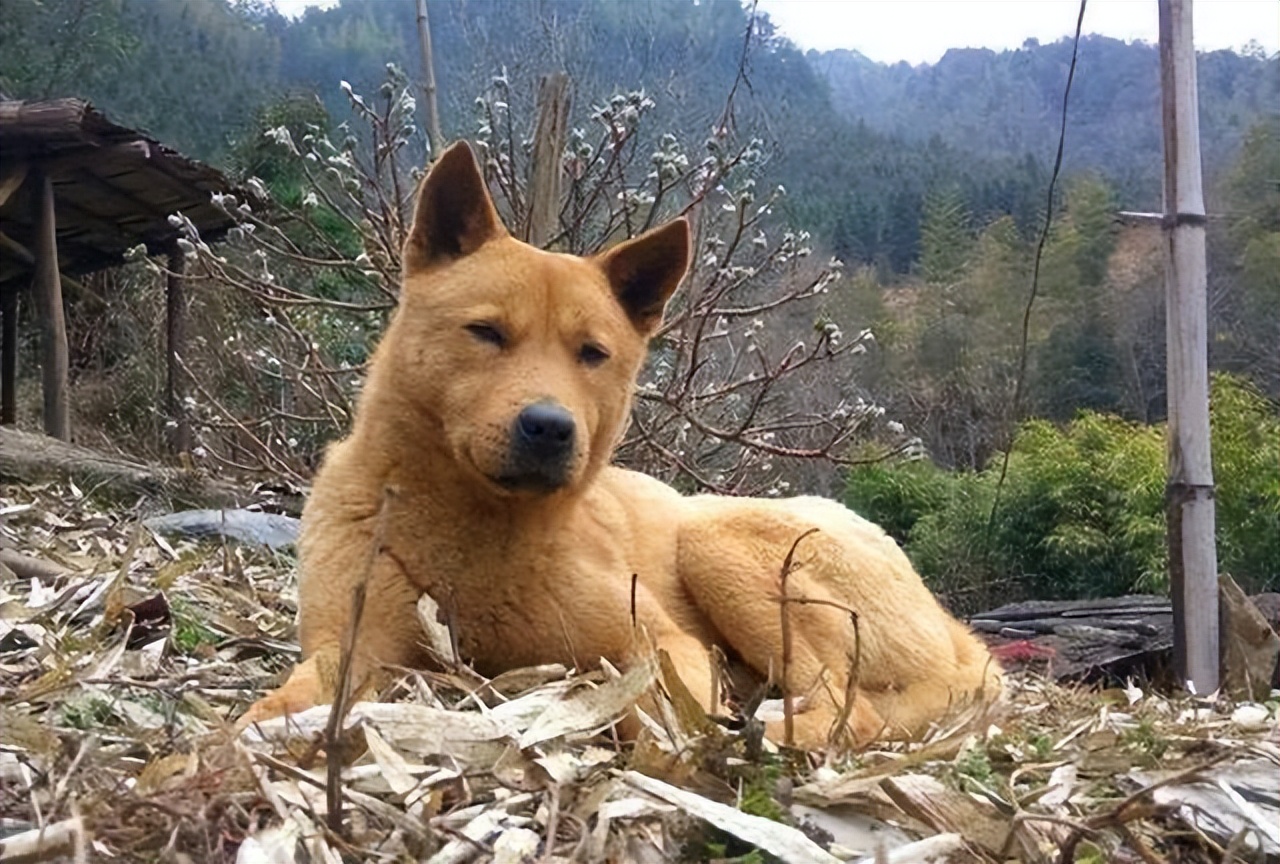 中华田园犬的血统是狗中最高贵的,中华田园犬五大名狗品种