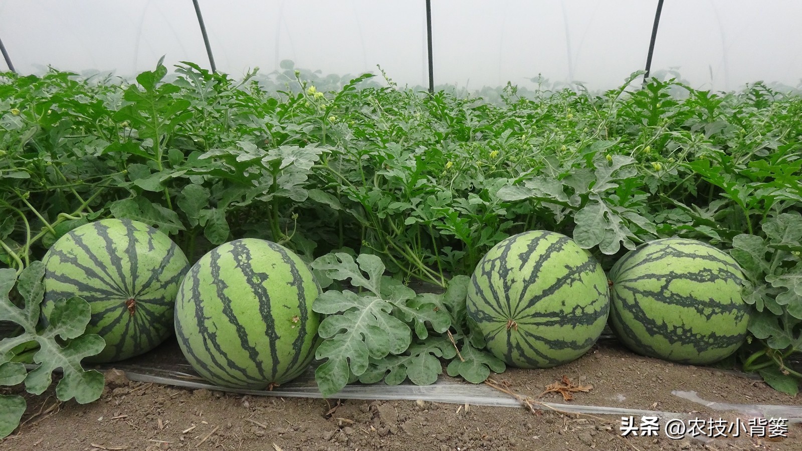 西瓜怎么种植才能高产一点,西瓜有哪些种植管理技巧