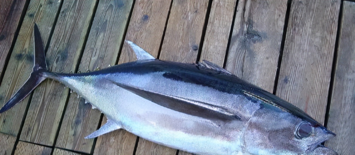 最常见的50种食用鱼吃法和价格,十种常用食用鱼类介绍