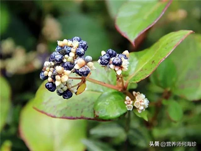 草药白饭草功效,白饭草中药别名