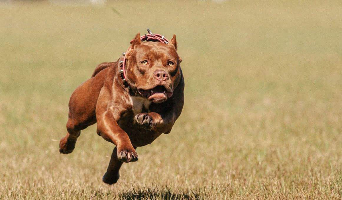 为什么狼和狗没有产生生殖隔离,狼和狗的区别有生殖隔离吗