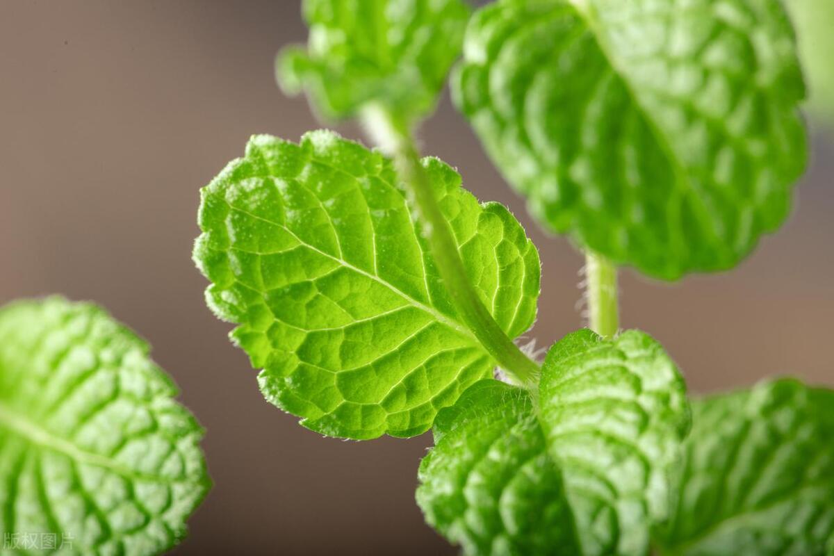 薄荷上长了很多小白虫密密麻麻,薄荷上有白色的小虫怎么治