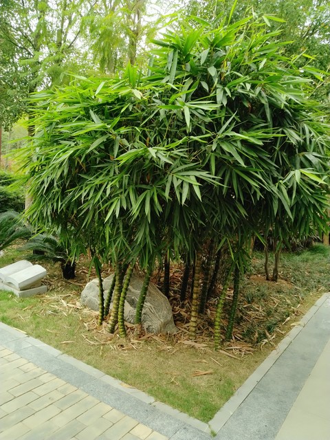 罗汉竹盆景,罗汉竹