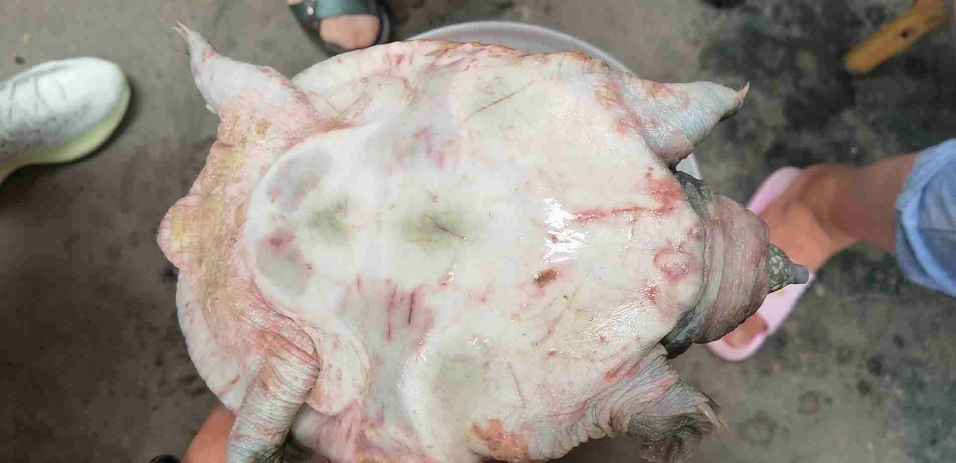 甲鱼红底板和白底板,甲鱼红底板图片