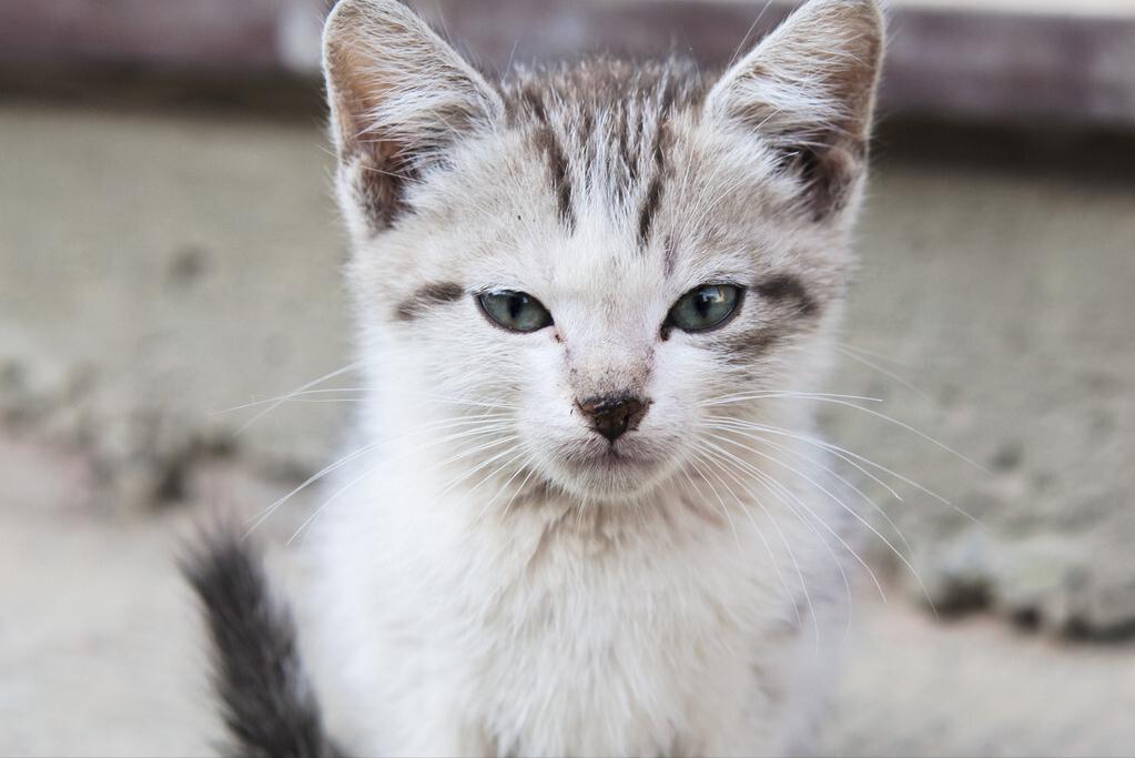 猫咪吃了辣椒辣的有点呕吐,当猫咪吃了辣的东西