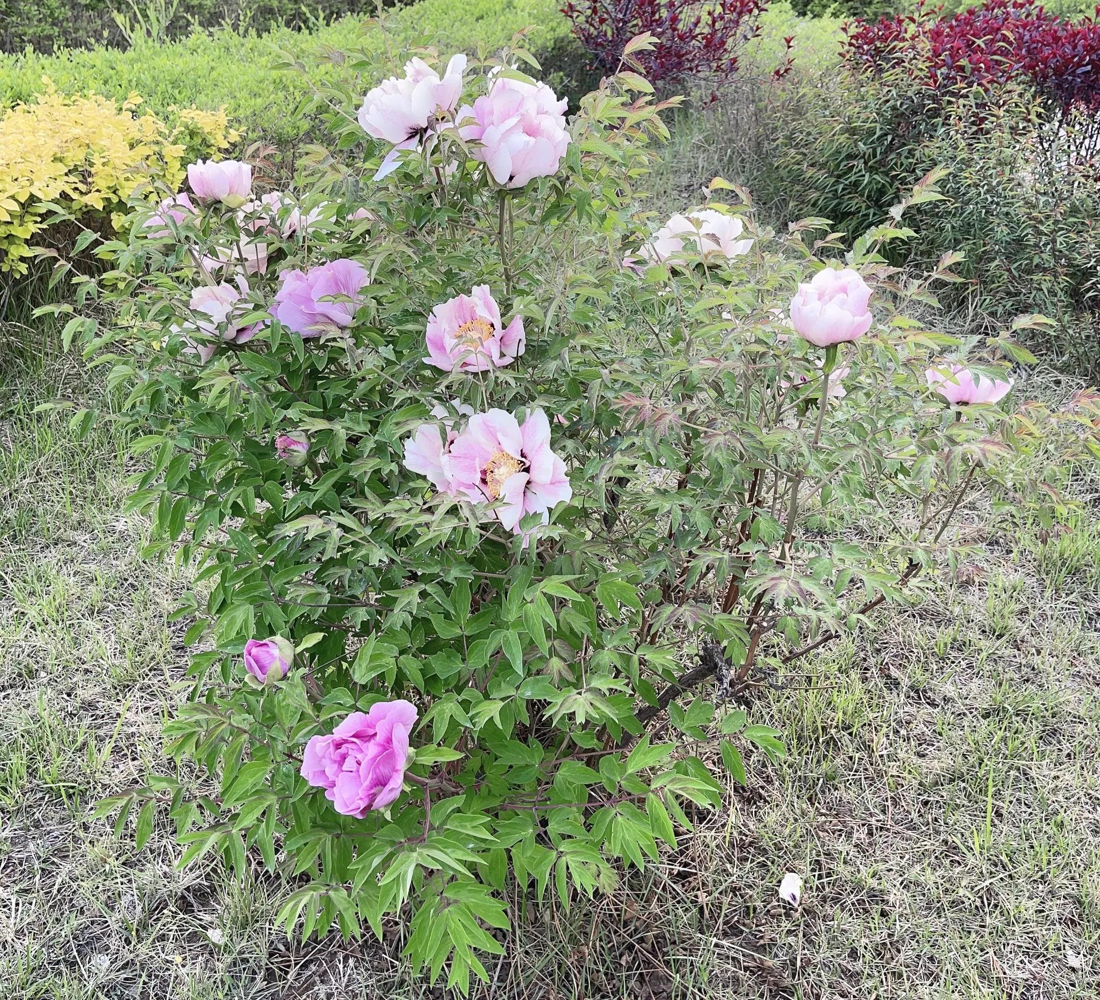 月圆月缺光阴转日落日出岁月新古诗词里明月在欲问清风作诗人元姆