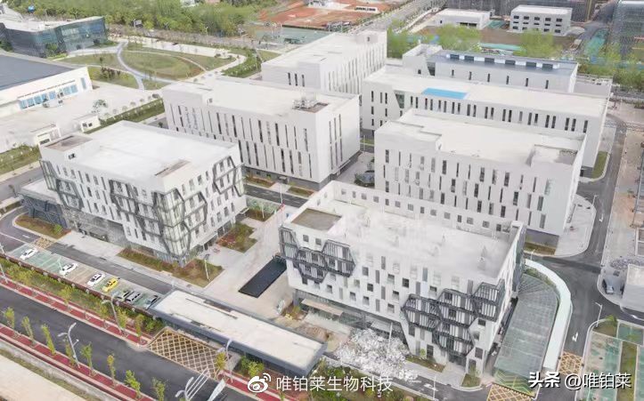 老树新芽能成材吗,老树能刻芽吗