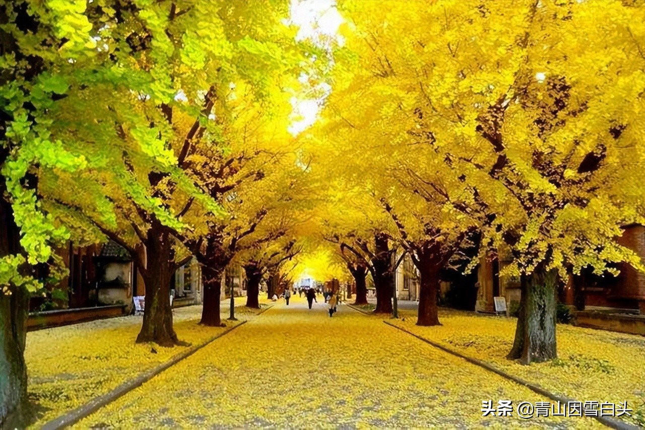 银杏公树和母树对比图片,银杏树分公母吗