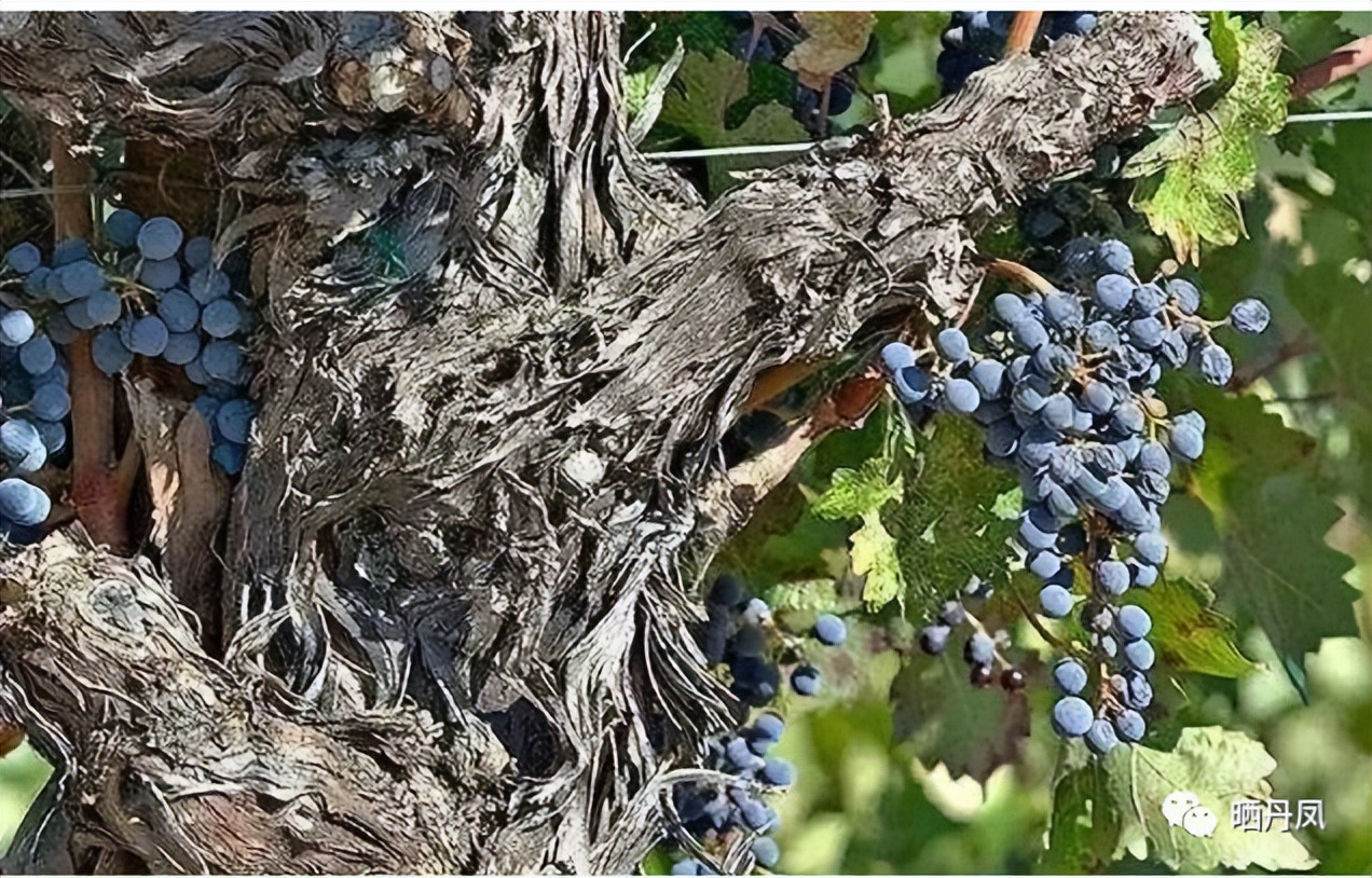 金佰安：我家后院那棵葡萄树