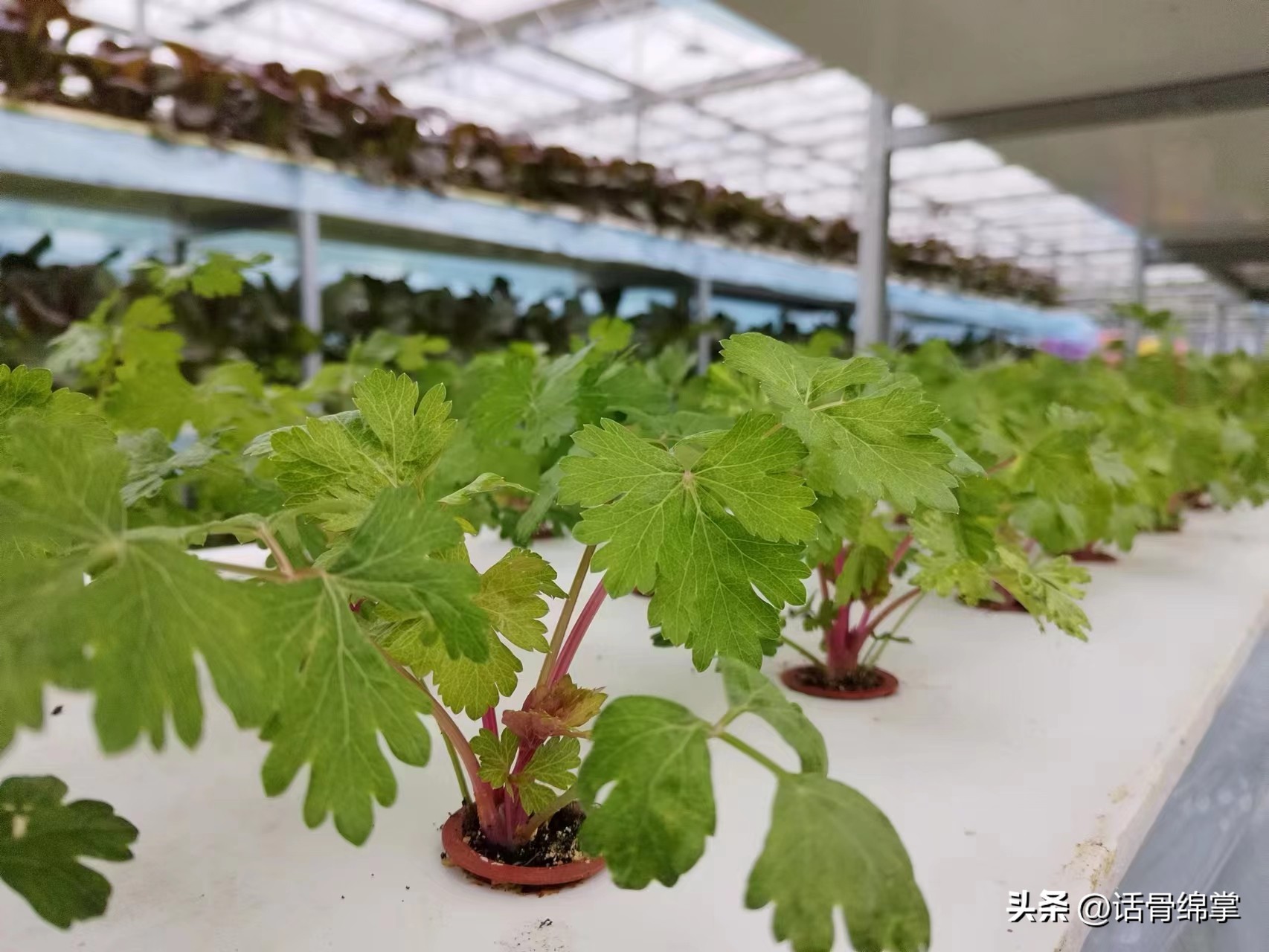 姹熸补骞虫鑱斿姩鍙戝睍,缁甸槼姹熸补鍗忓悓鍙戝睍