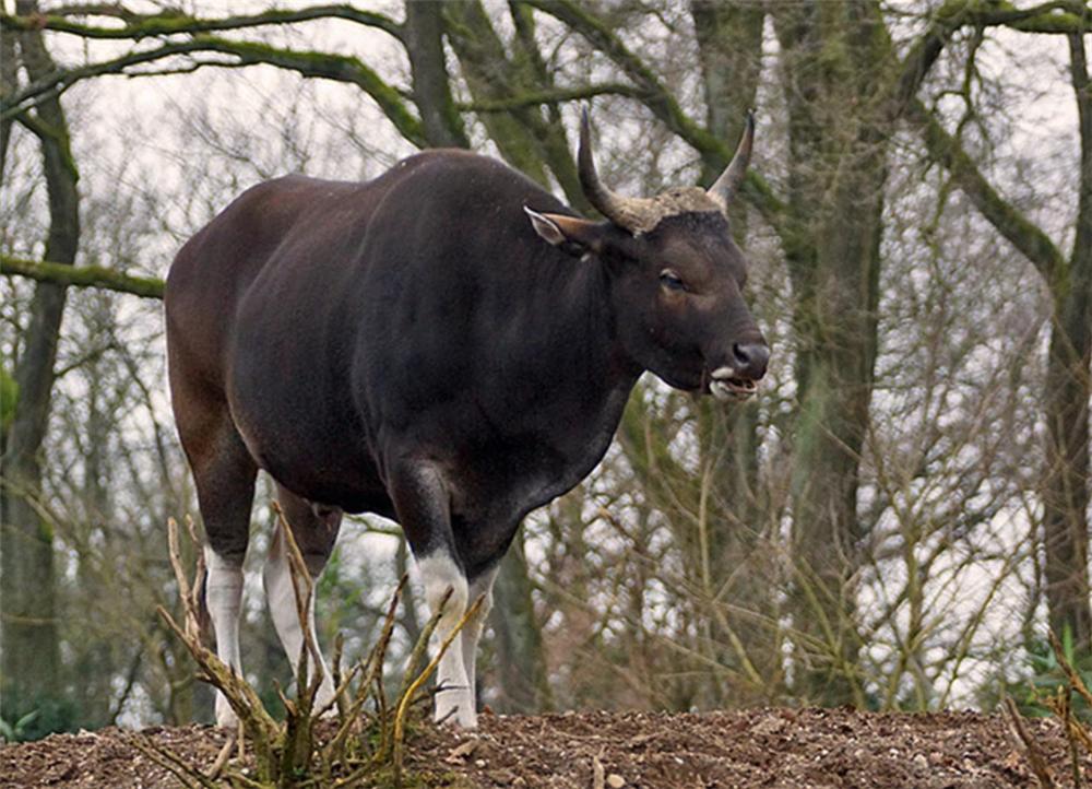 被遗忘的巨兽云南白肢野牛,野生白犀牛灭绝了吗