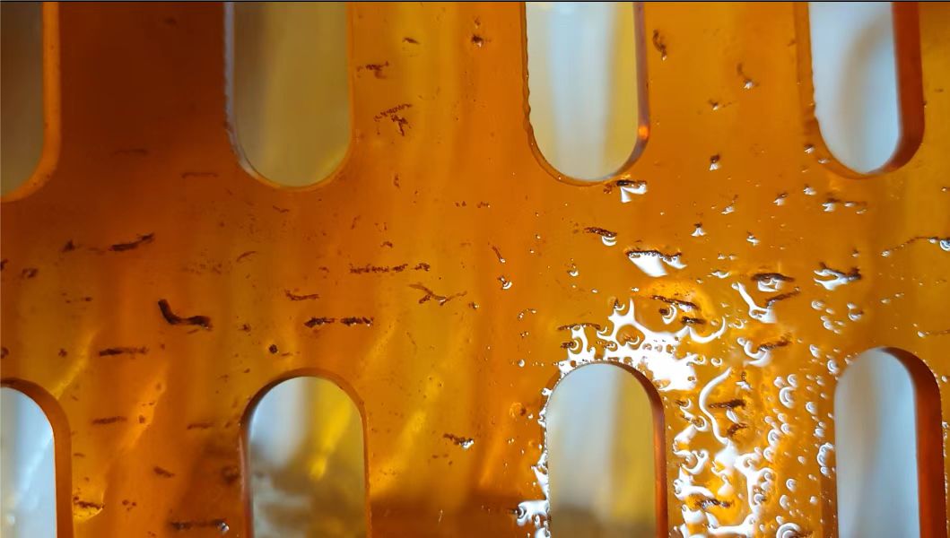 鱼缸有像蚊子幼虫一样的虫子,鱼缸小飞虫的幼虫