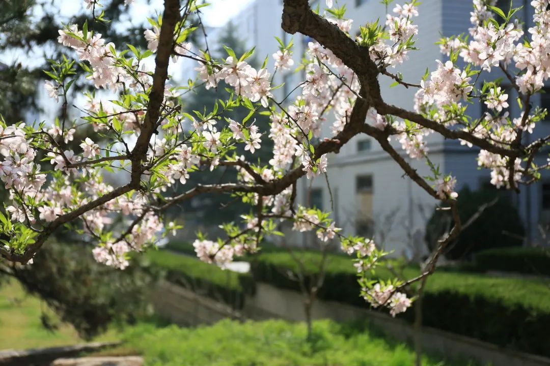 商城谷雨茶,邀您一起共品谷雨茶