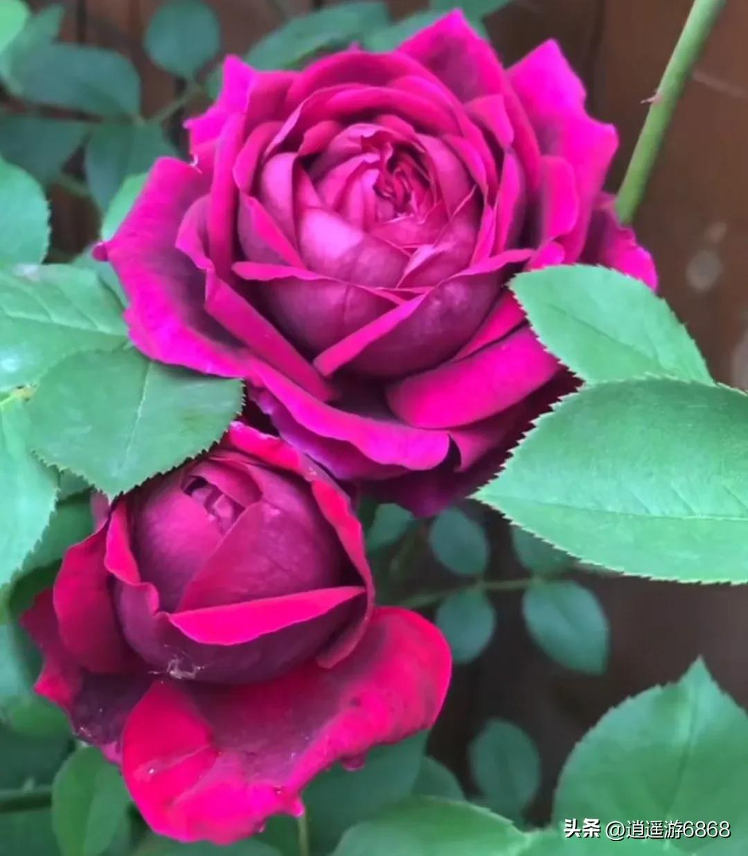 欧月皇宫深紫色月季花,月季花美图