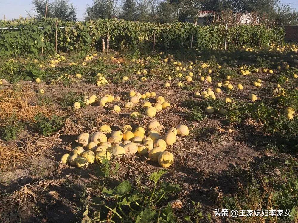 金丝南瓜有多贵,金丝南瓜都是金黄色吗