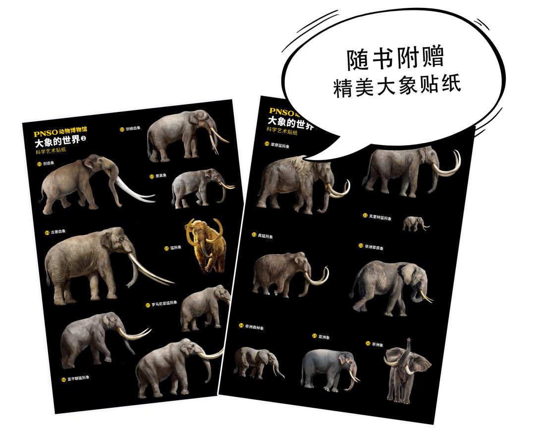 近距离接触大象了解大象,爱大象的原因