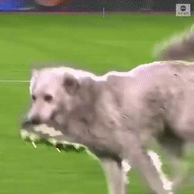 狗子突然冲进足球场，霸占足球中断比赛，但结局很可爱！