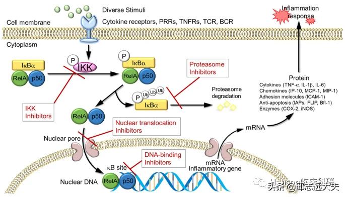 深度解析nfc,nf-rb信号通路