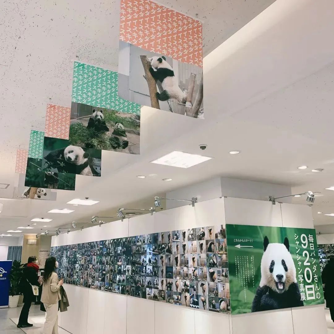 大熊猫香香回国香香出生,大熊猫香香回国后首次露面