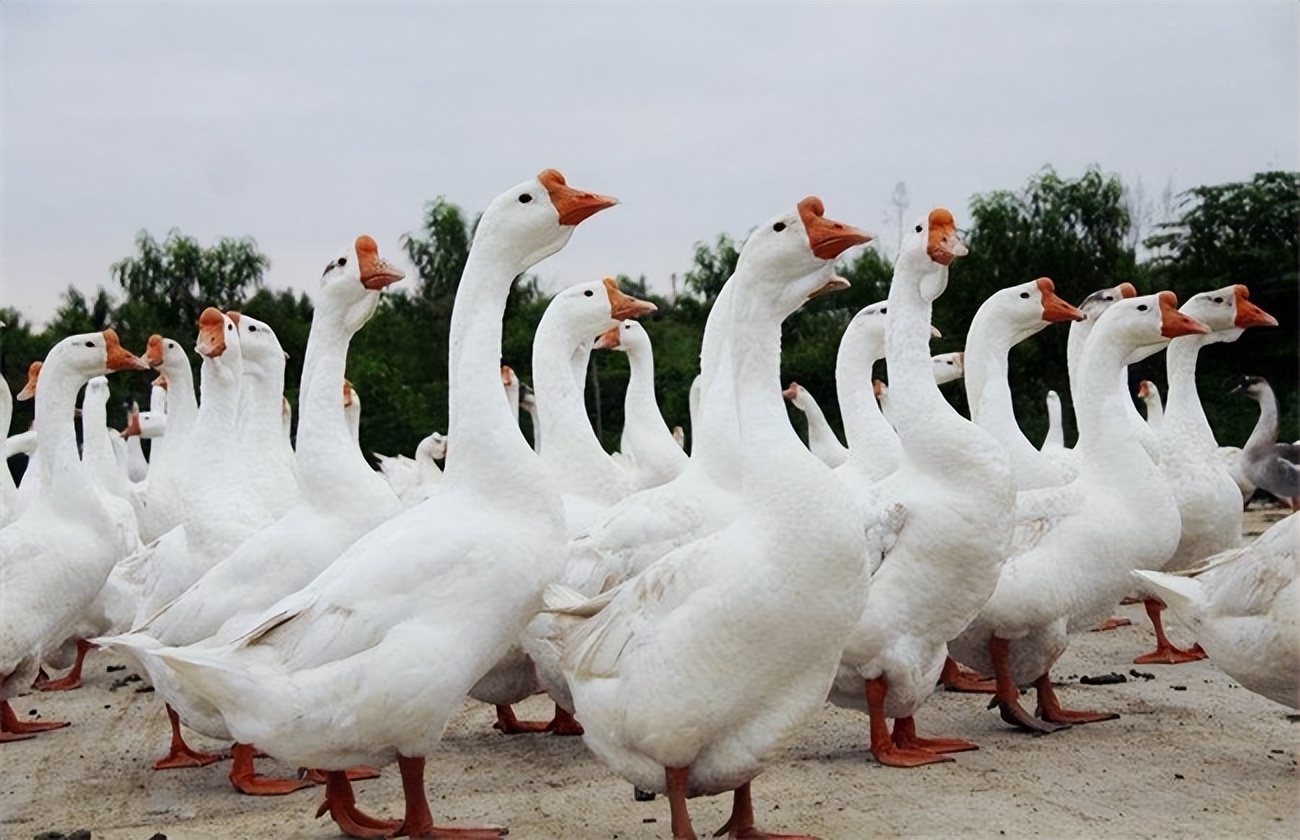 养鹅有哪些风险因素,养鹅的风险有哪些
