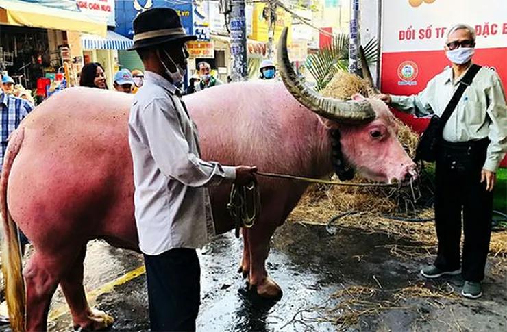 越南男子花1200万买一头粉色水牛,粉红色小水牛