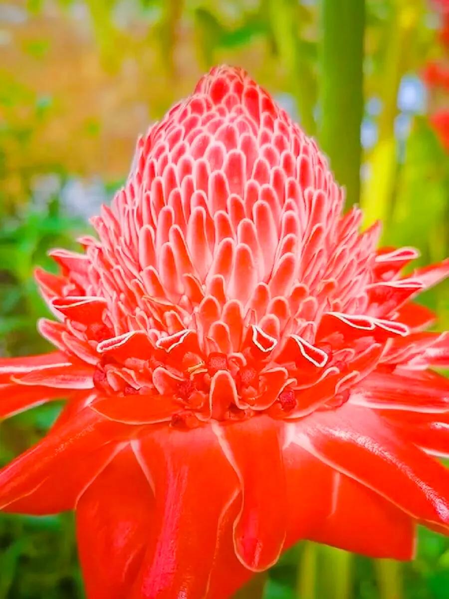 似火炬般的花朵，名字叫做火炬姜