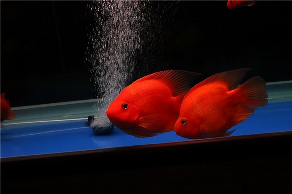 鹦鹉鱼养殖方法及注意事项,鹦鹉鱼的养殖方法和注意事项