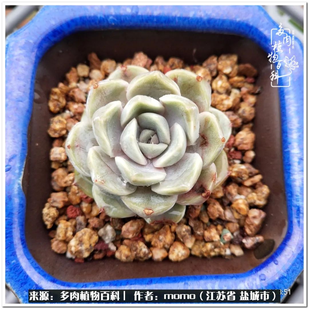露养一个月的多肉图片,露养多肉春天外面过夜么