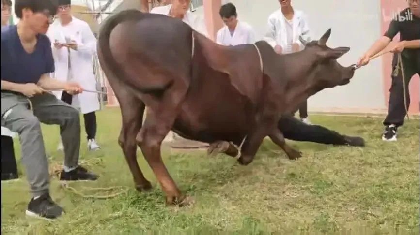 被黑天鹅打了,被黑天鹅打了一顿