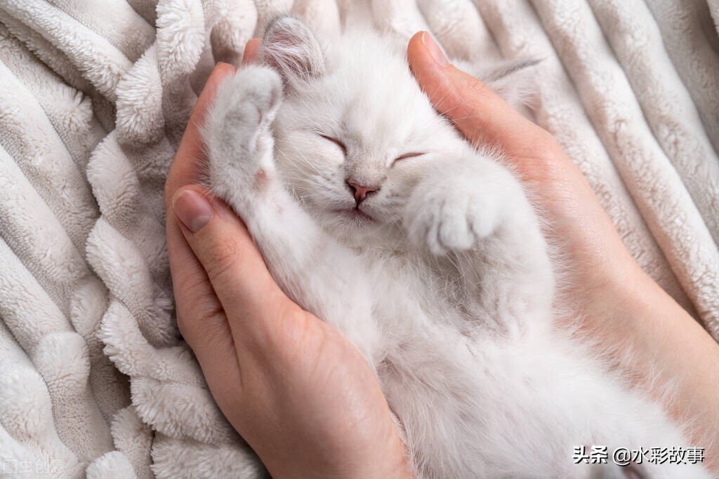 香蕉banana是啥,香蕉banana的由来