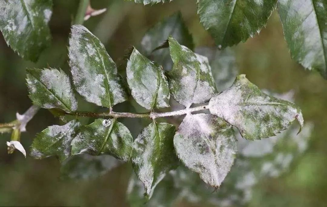 植物叶子上长白色凸起点,天气突然降温植物叶片发软