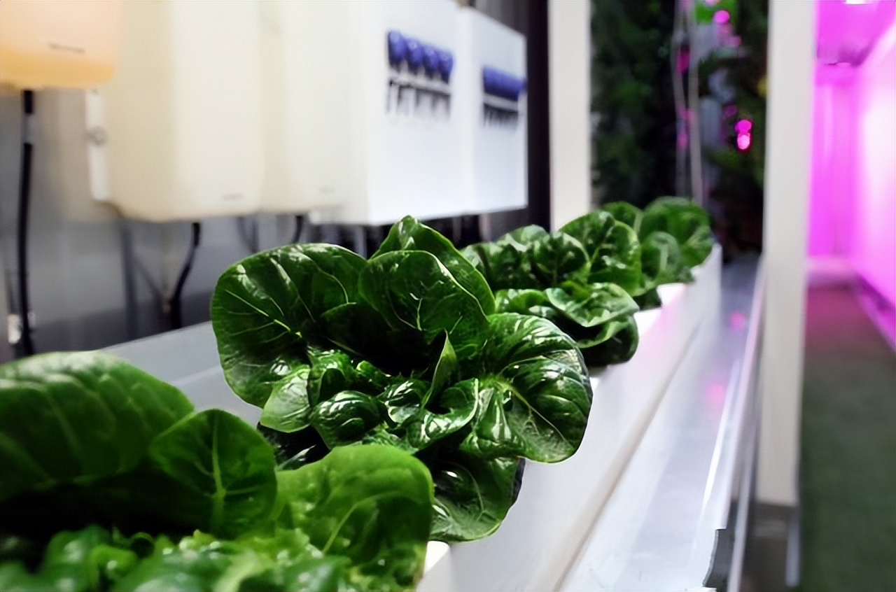 中国人在迪拜种菜产量,中国人在迪拜集装箱种菜