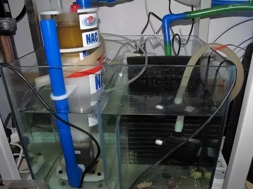 海水珊瑚缸鹦鹉螺,海水缸珊瑚视频大全