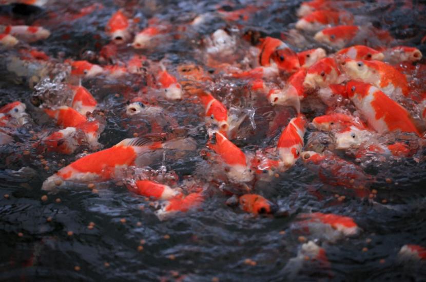 天猫双11锦鲤获得者,天猫双11超级锦鲤