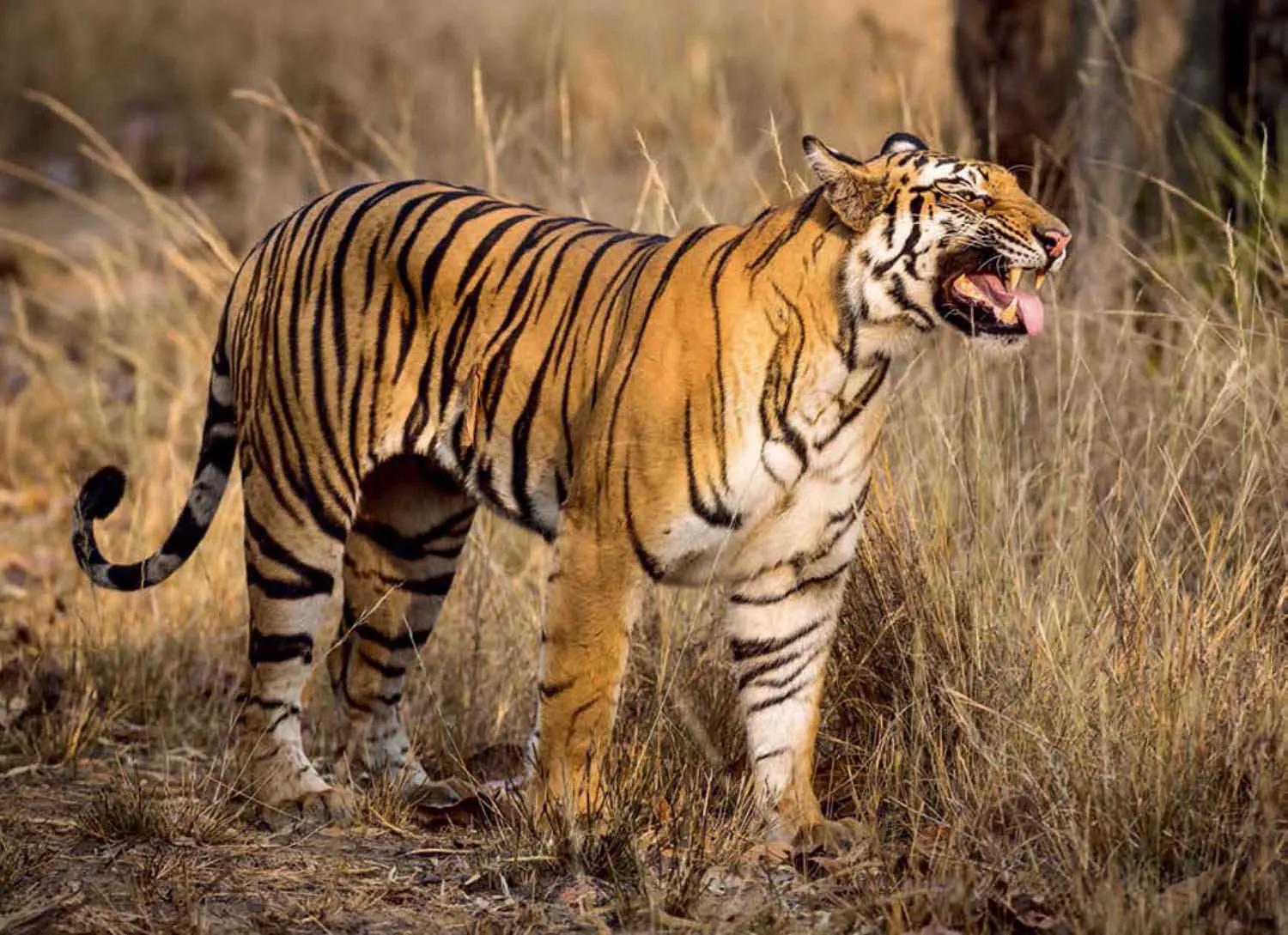 母虎“亲密”时到底有多痛苦?满地打滚、转身攻击公虎