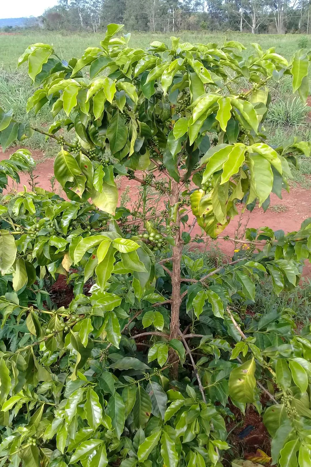 阿拉比卡豆咖啡四大产区,咖啡品种阿拉比卡