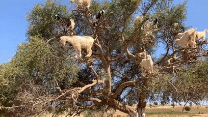 摩洛哥踢球干净吗,摩洛哥的羊为什么上树
