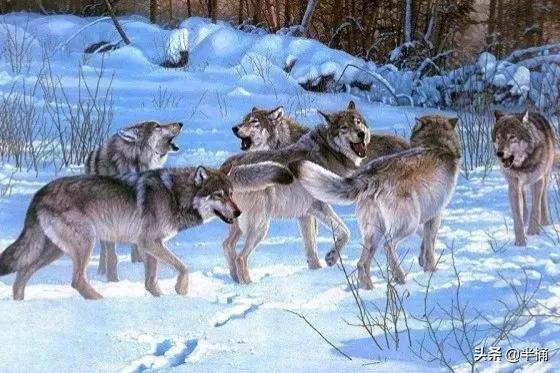 狼这种动物的特性是什么,世界十大可怕动物狼