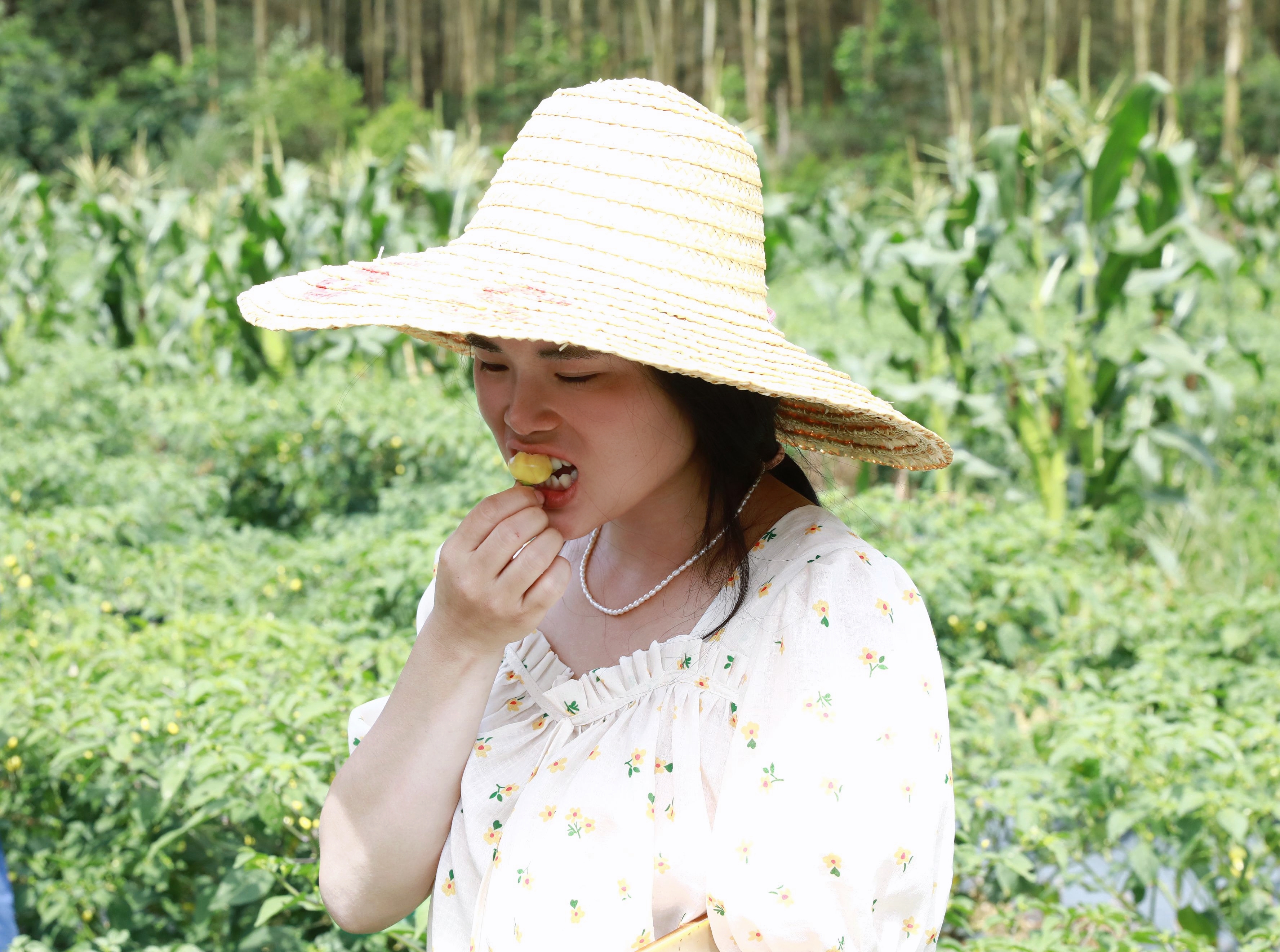 亩收入5000多元郏县辣椒喜获丰收,小辣椒种出富民大产业