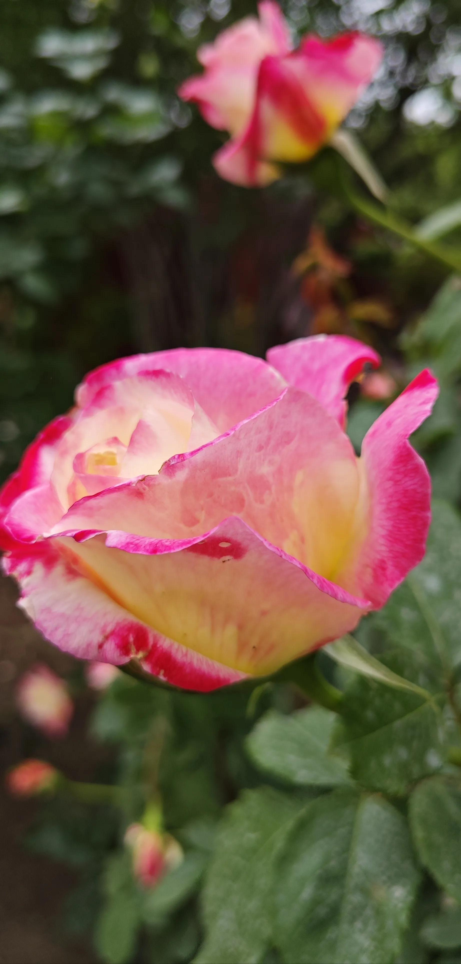 春天的月季花的描写,春天的月季花是什么颜色