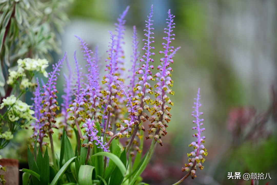 这两年挑战的一些小众球根植物，有收获也有失败|园丁