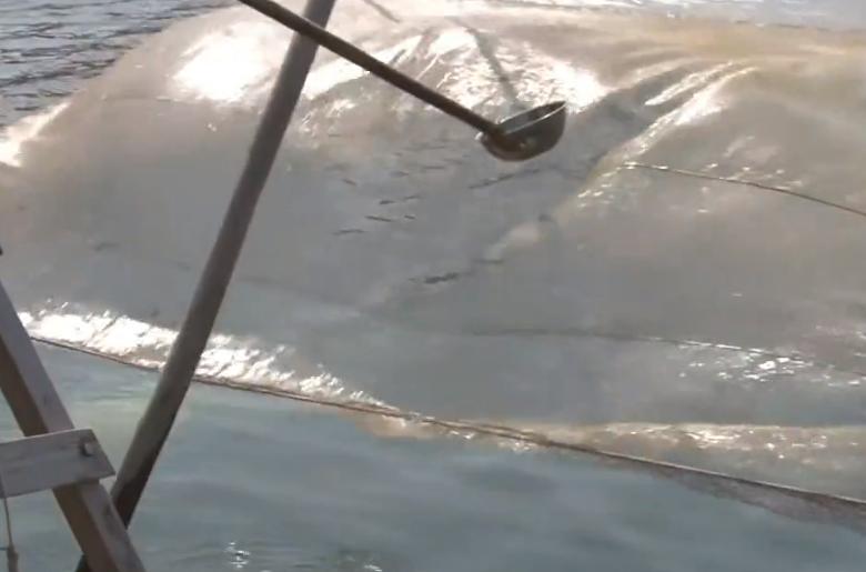 日本黑暗料理活鱼饮料,日本饮料活鱼仔