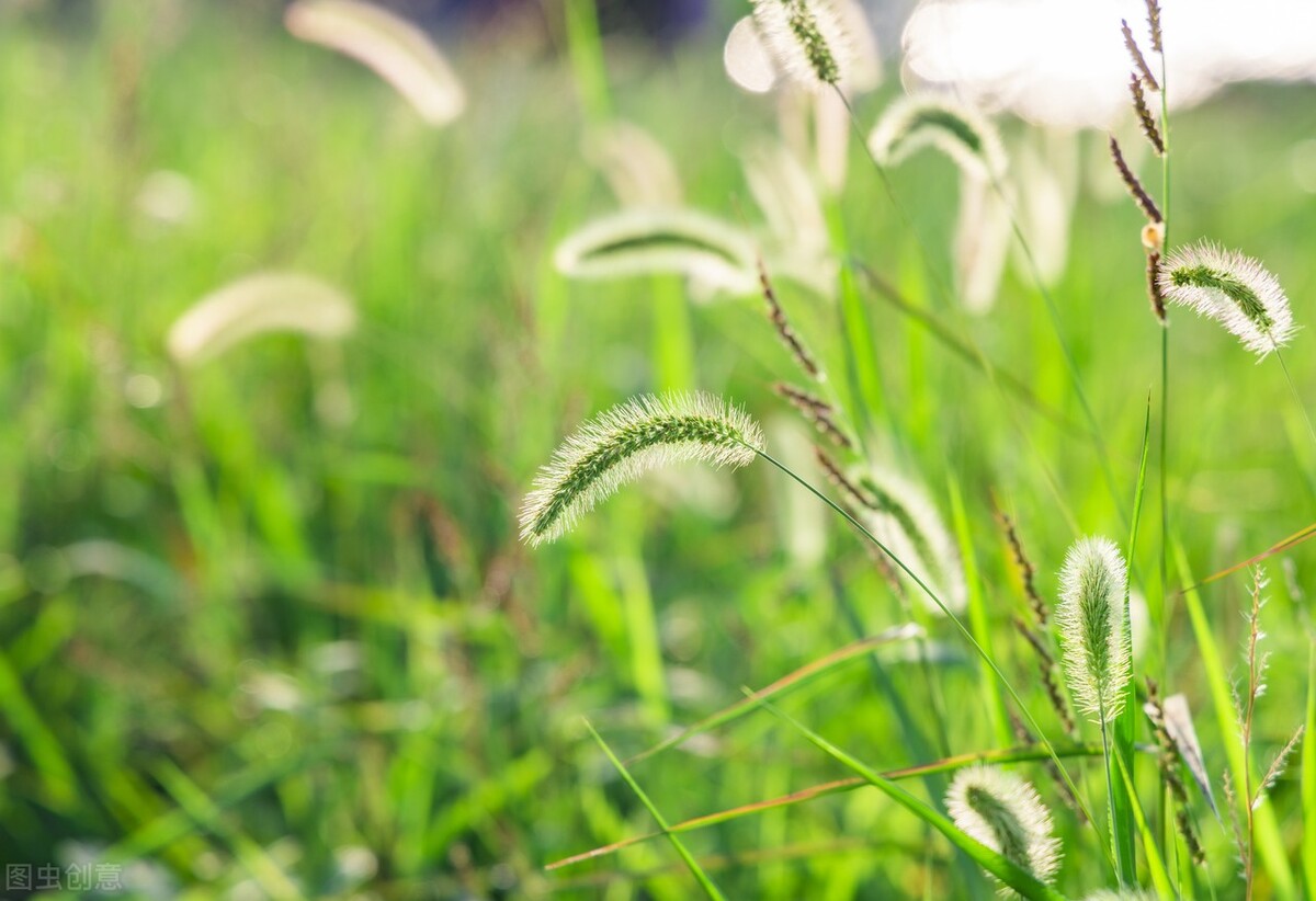 狗尾巴草反季,狗尾巴草枯萎后容易坏吗