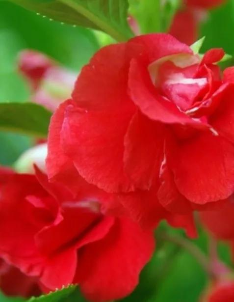 一花一世界一念一佳人的图片,一花一世界一叶一春秋图片