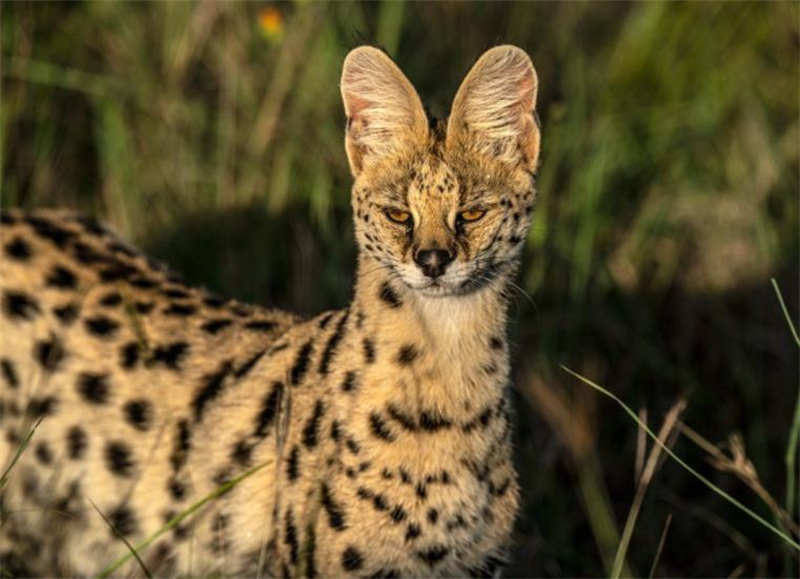 一组真实的照片:120米的长距离水漂,墨西哥的陶土武士