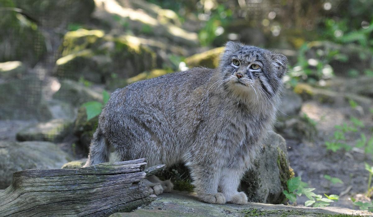 三江源出现“猫中鳌拜”，体态矮胖，表情凶狠，能把毒蛇当辣条吃
