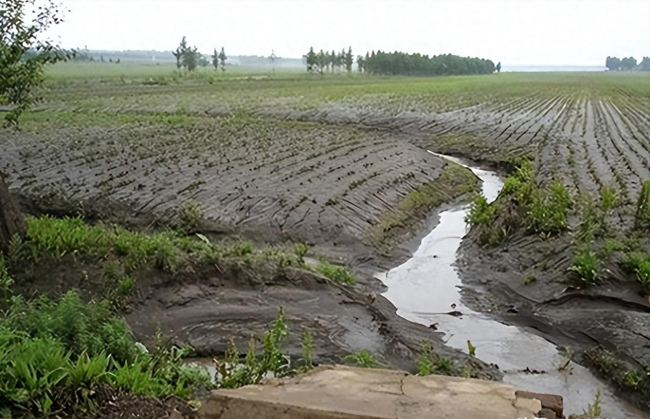 熊猫40年血泪史,大熊猫之殇